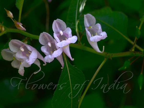 East-Himalayan Flowering Balsam
